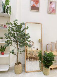 Cay-gia-decor-phong-khach