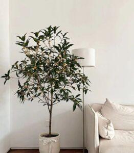 Cay-gia-decor-phong-khach