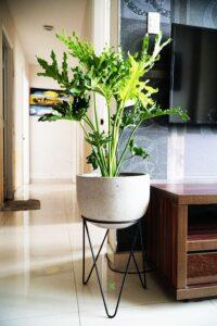 Chau-cay-decor-phong-khach