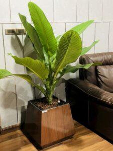 Chau-cay-decor-phong-khach
