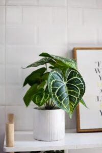 Chau-cay-decor-phong-khach
